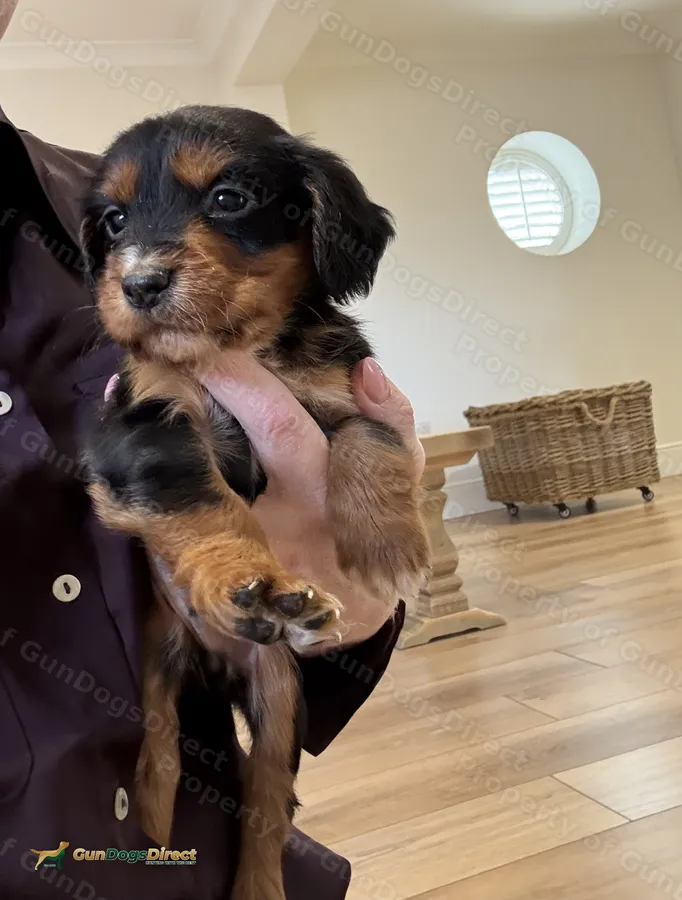 FTSH SIRED AMAZING LINES HEALTB TESTED COCKER PUPS