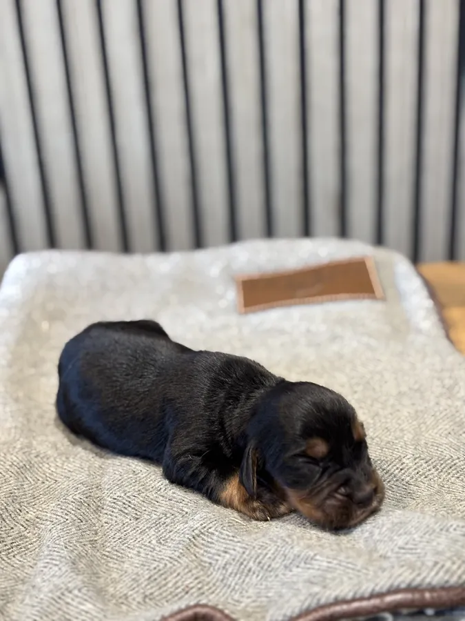 KC health tested wcs due mid November