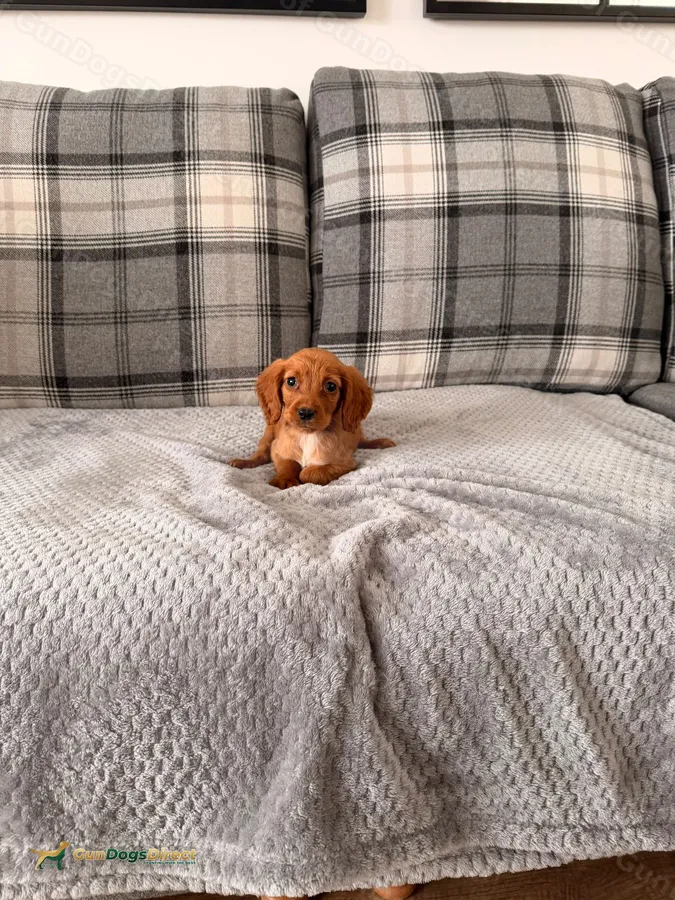 Red Cocker Spaniel Puppies for sale