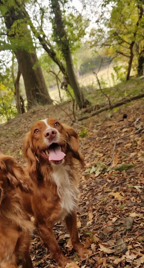 Proven working cocker red stud