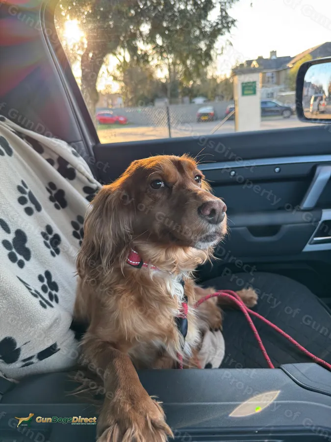 Beautiful red working cocker looking for new home