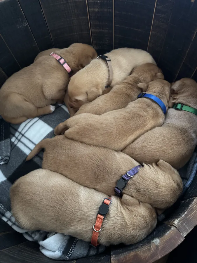 Fox red Labrador puppys