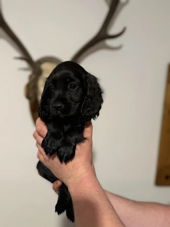 Working cocker spaniel puppies KC registered