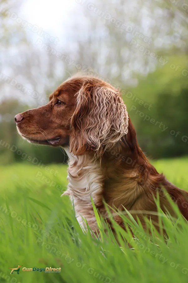 Proven stud dog with champion lines and KC registered