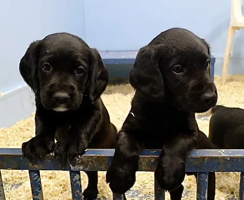 Cockerdor Puppies for Sale