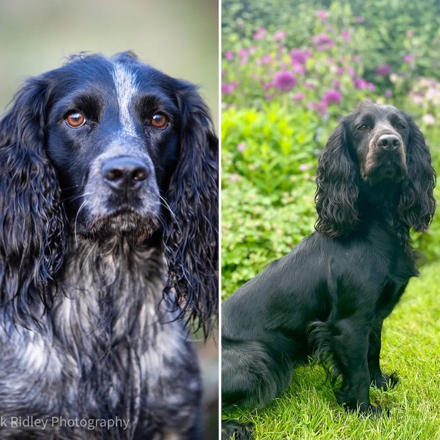 Family bred working Cocker Spaniel Puppies