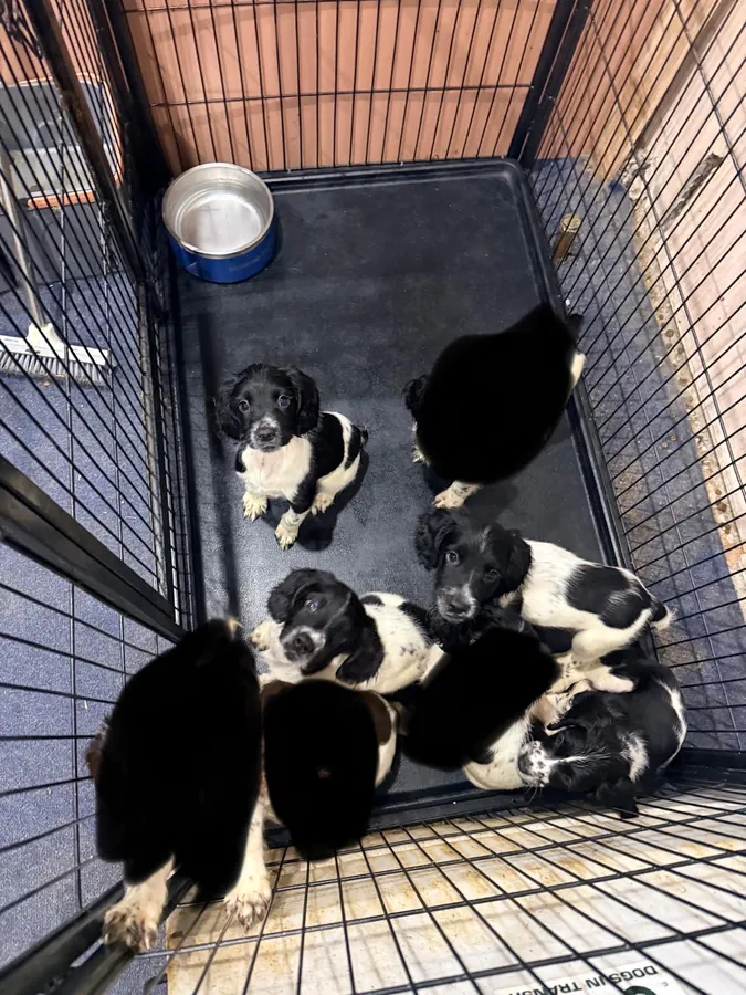 Springer spaniel pups