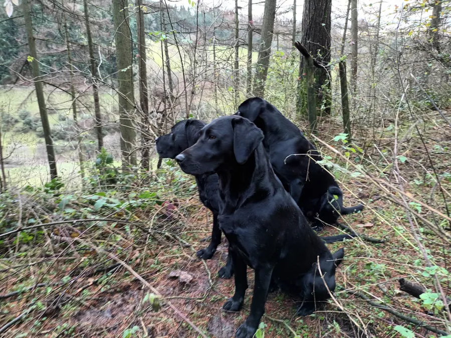 KC registered working Labrador Retreiver puppies