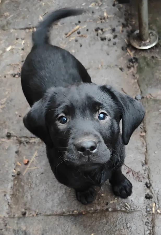 Black Labrador bitch