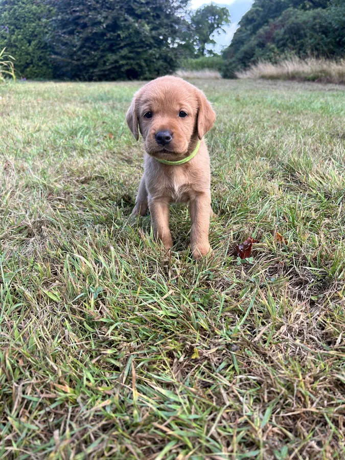 KC Registered Fox Red Labrador Puppies