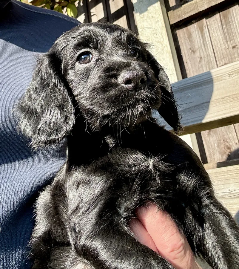 Working Cocker Spaniel Puppies