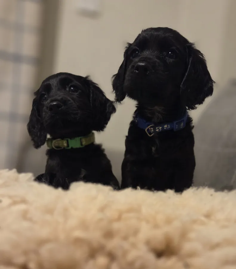 KC highly health tested gamekeeper bred