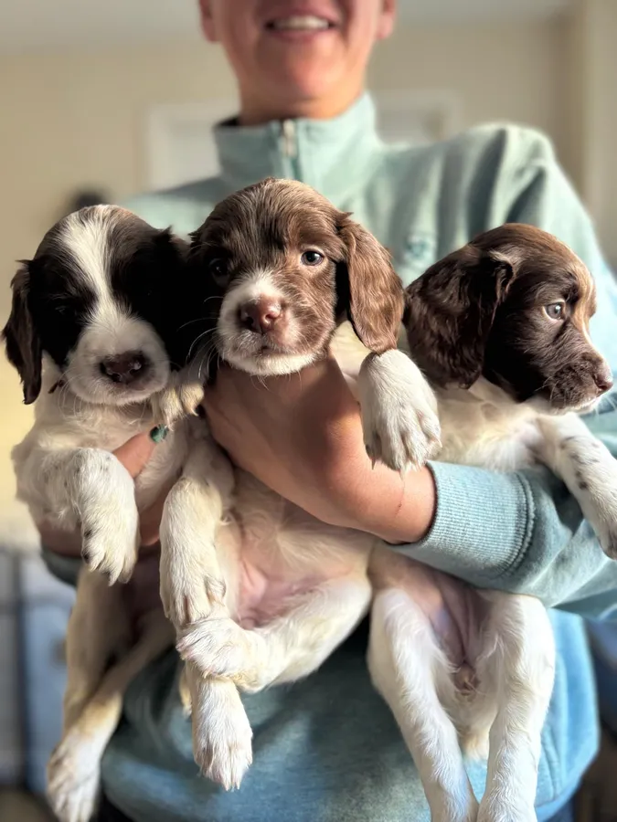 Liver and white ESS puppies