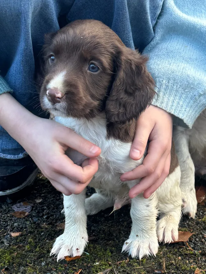 KC Registered Liver and White Beautiful Puppies for Sale