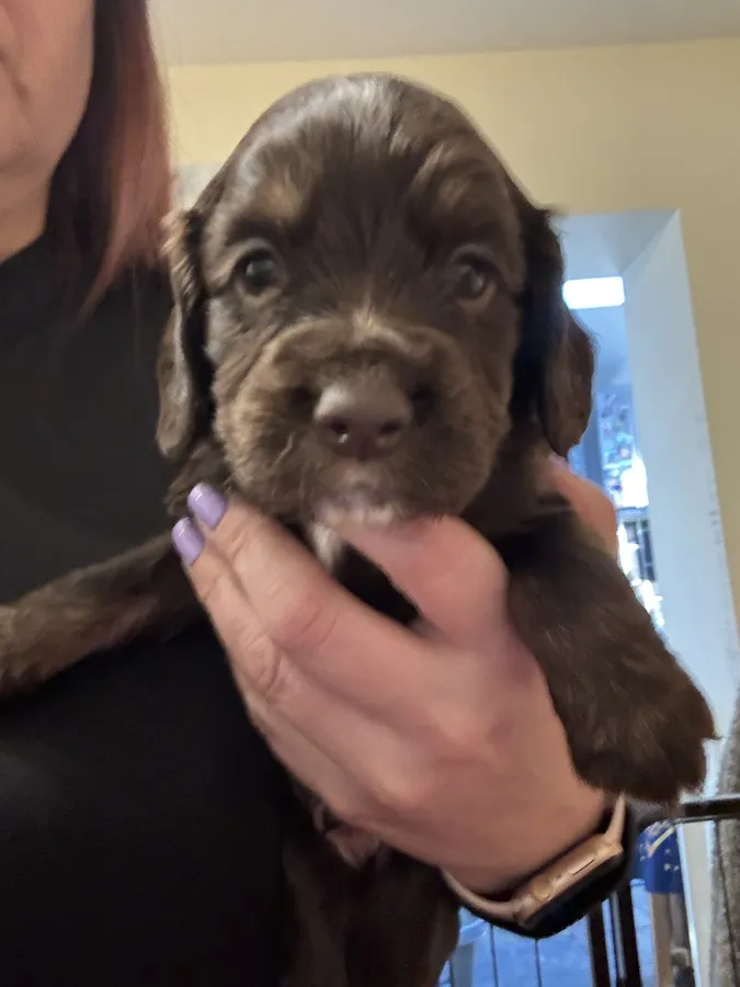 Kc registered wcs puppies