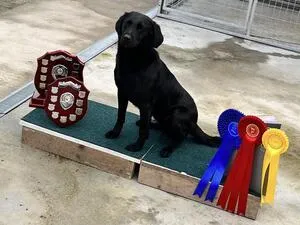 Black Labrador Bitch