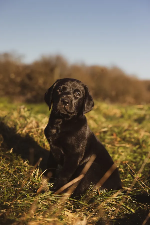 FTCH Sired Black male puppy