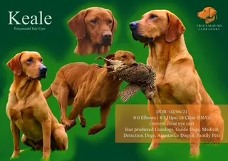 KC Reg Fox Red Puppies Available