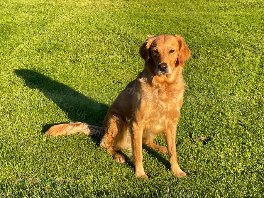 Working retriever puppies