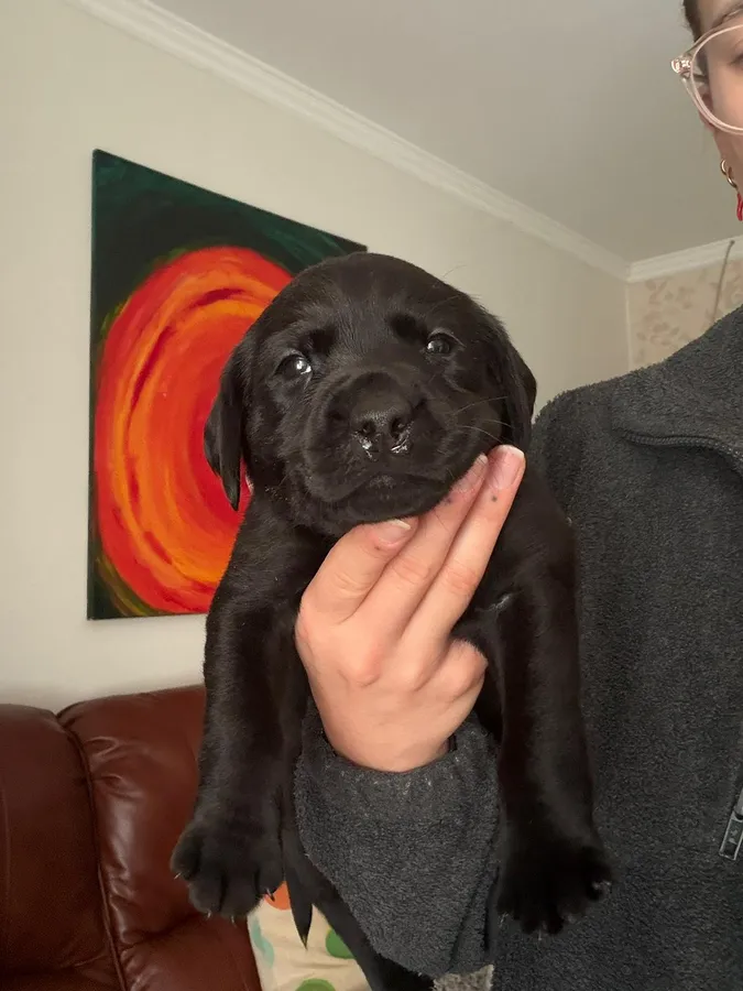 Champion FTCH lineage dark yellow sire and black dam puppies due in first week September 2025