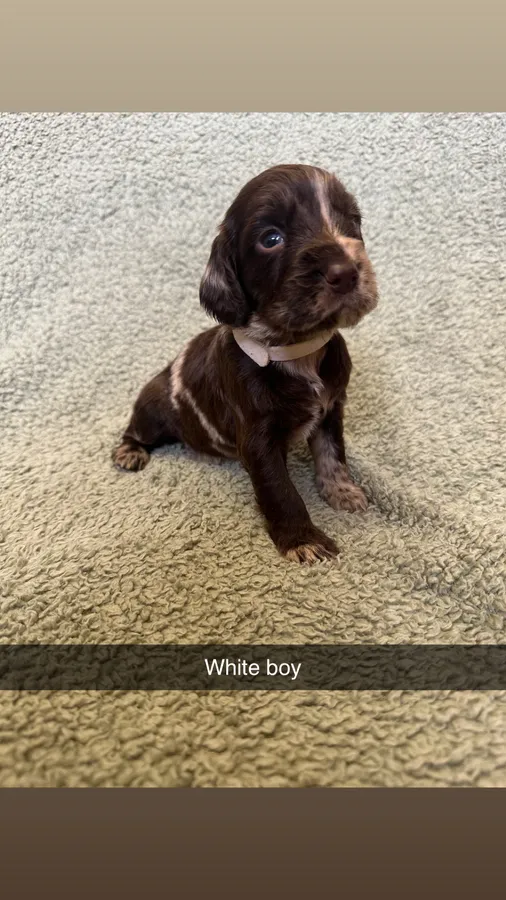 White boy
