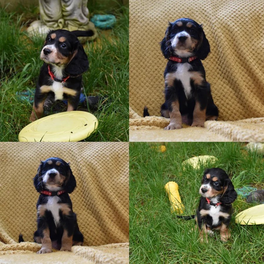 Kc Reg Cocker Spaniel Puppies Health Tested
