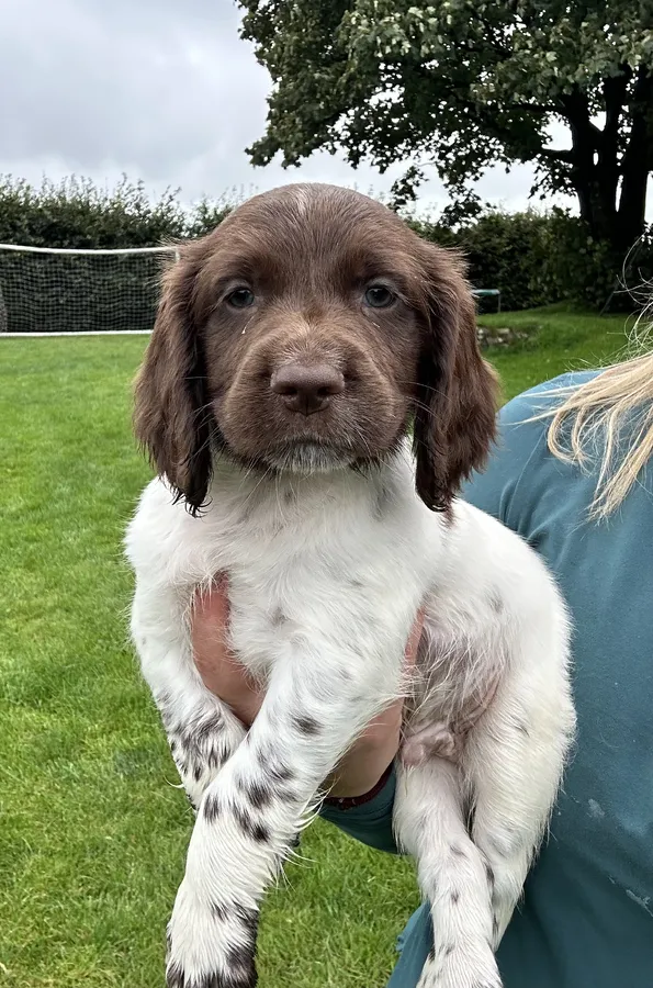 8 LEFT STUNNING KC REG SPRINGER SPANIEL PUPPIES IMPRESSIVE WORKING LINES