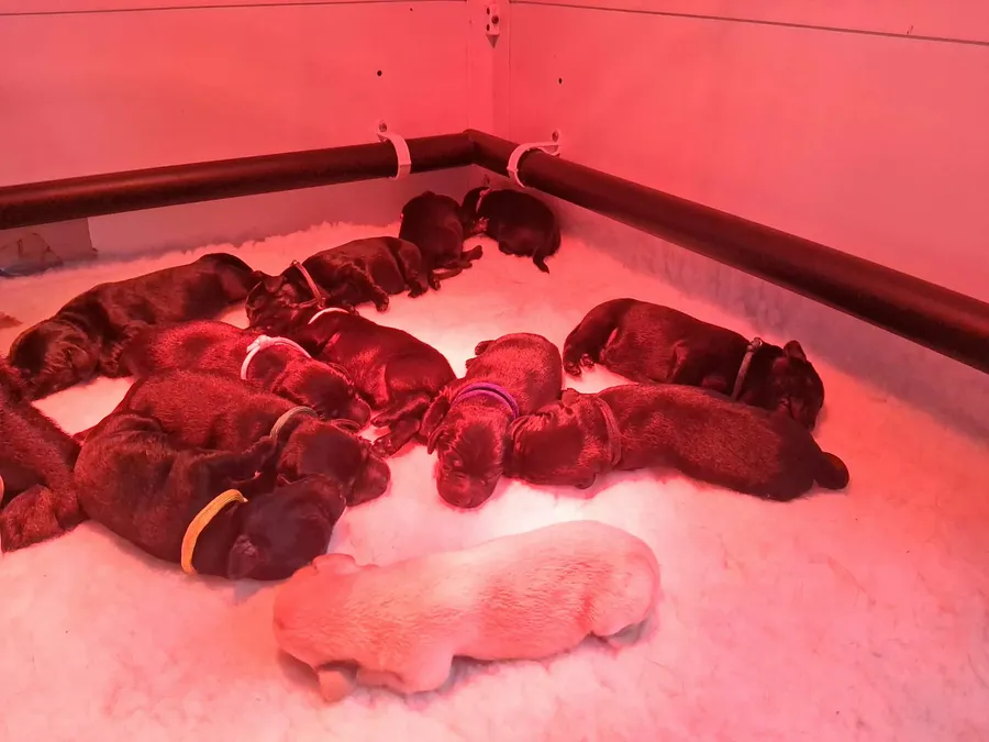 KC Working Labrador puppies
