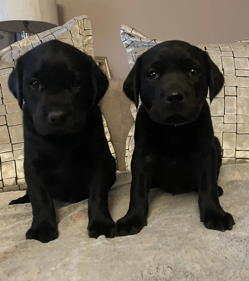 Waiting list now open excellent pedigree and health tests