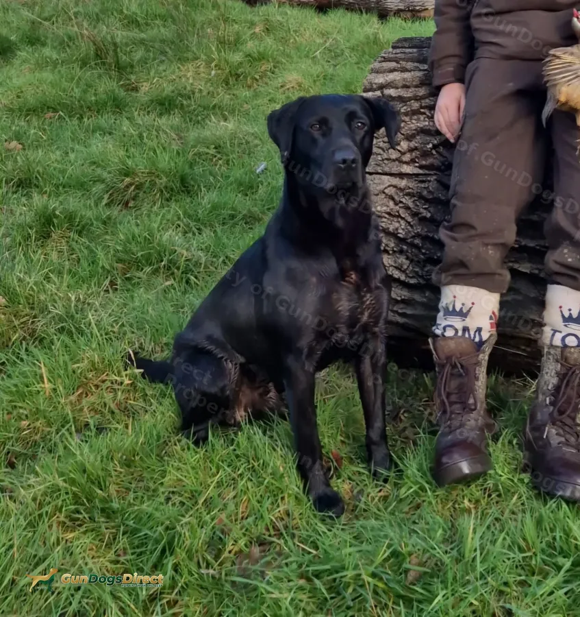 Trained lab