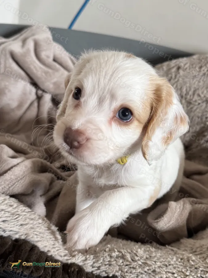 Heath Tested Sprocker Spaniel Puppies