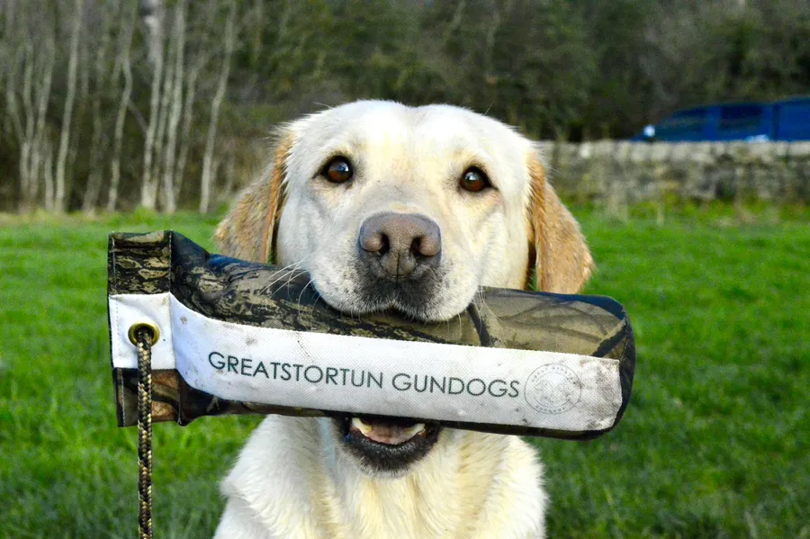 Exceptionally well bred FTCH IGL champion working pups