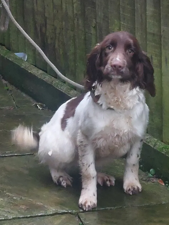 Springer spaniel