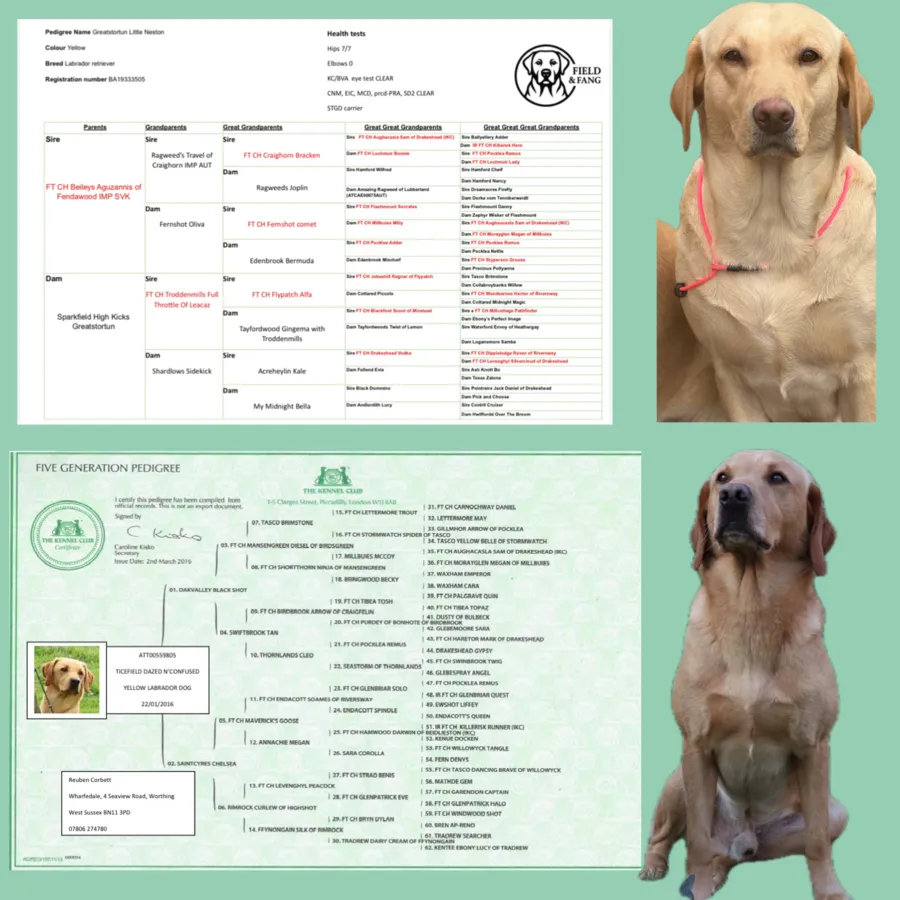 FTCH SIRED PUPPIES AVAILABLE