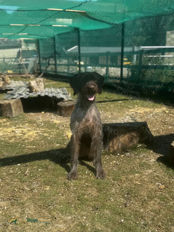 Wire Haired Pointer