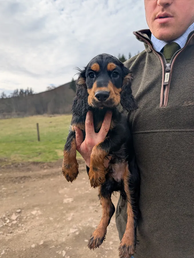 Black and Tan Cocker Spaniel Puppy