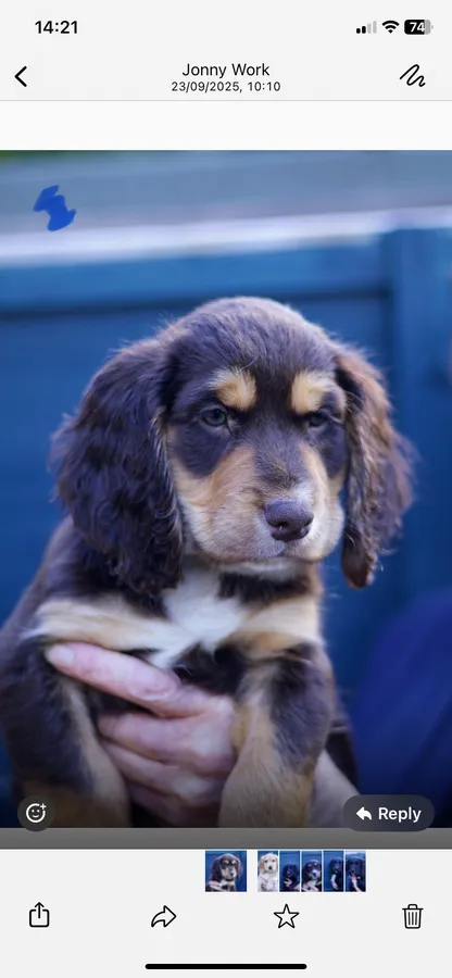 Extensively Health Tested Sprocker Puppies