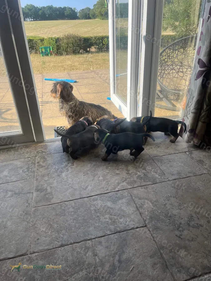Teckel KC Reg Puppies FOR SALE