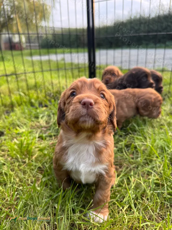 Fox Red Working Cocker Spaniel Boy