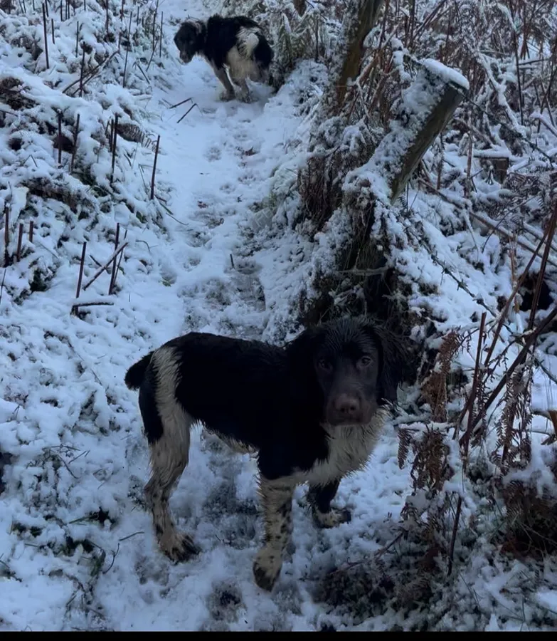 Springer spaniel bitch