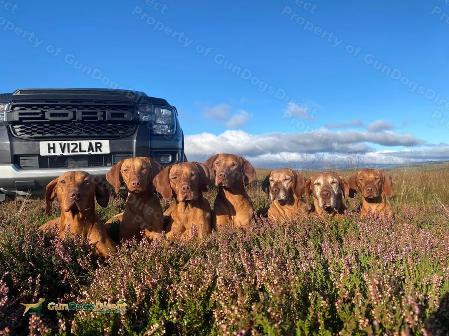 Stunning litter of Hungarian Vizsla pups
