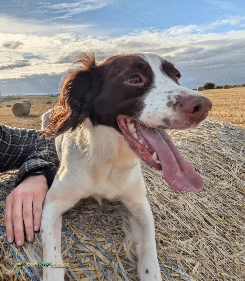English Springer Spaniel