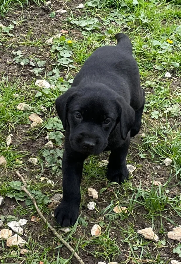 Black dog