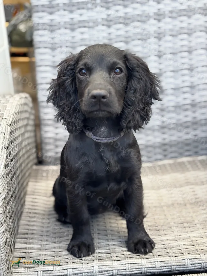 Kc cocker bitch pup