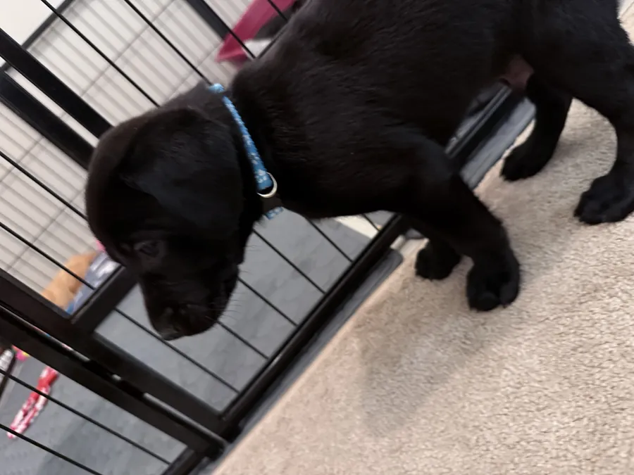 Fox and black stunning Labrador pups