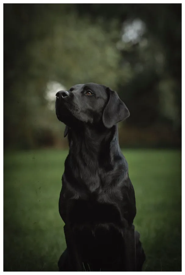 Handsome Black Kc registered labrador