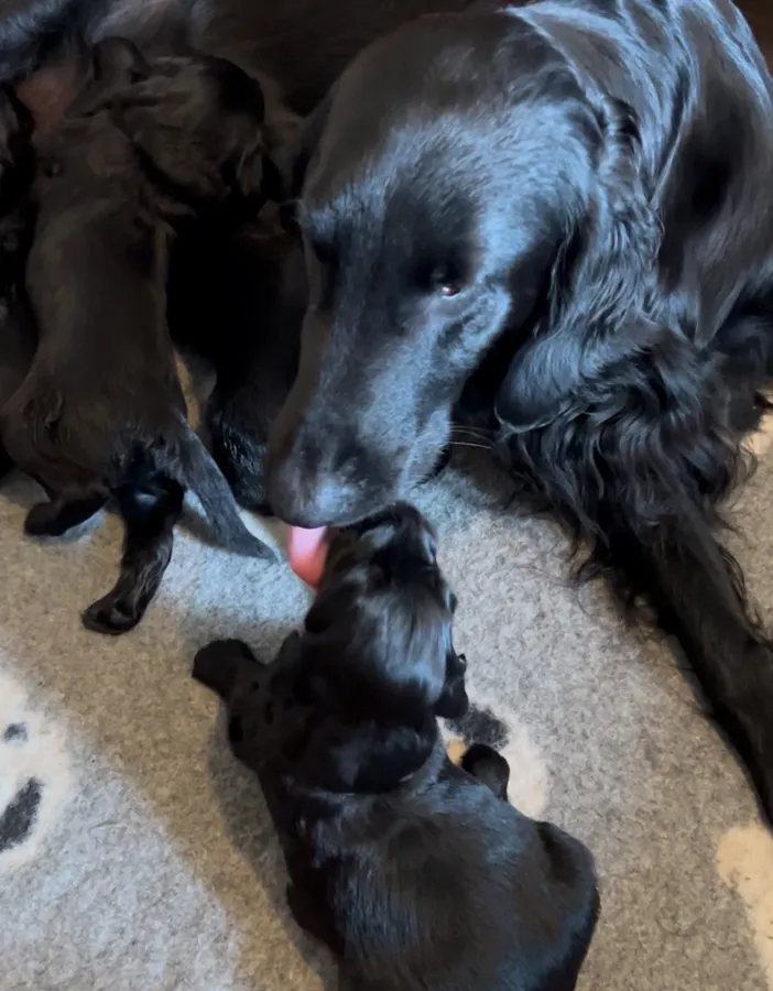 Flatcoated Retriever Puppies for sale