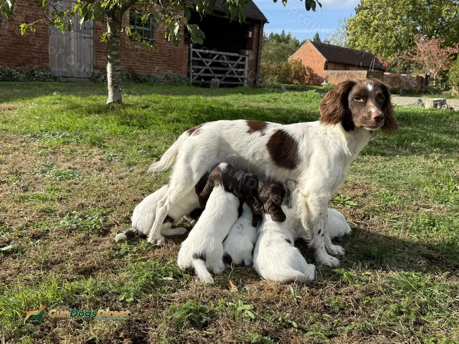 English springer spaniel pups KC registered
