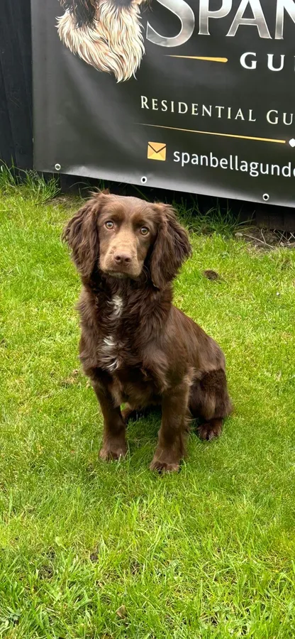 Working cocker spaniel