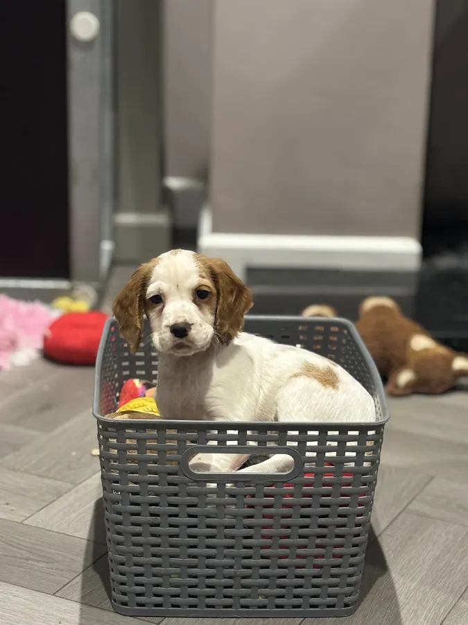 KC health tested working cocker pups